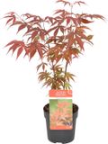 Bloomique - Acer Palmatum Atropurpureum - Japanse Esdoorn - Bont Blad - Tuinplanten - Winterhard - Hoogte 20-30 cm - Pot 10,5 cm