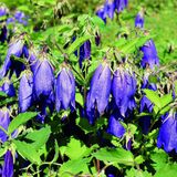Arborix 6 x Campanula 'Kent Belle'-Klokje pot 9x9cm