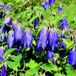 Arborix 6 x Campanula 'Kent Belle'-Klokje pot 9x9cm