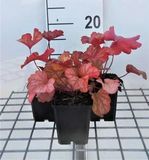 GRDplanten Heuchera 6x Purperklokje - Heuchera hybr. 'Paprika' | 9x9 cm pot