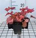 GRDplanten Heuchera 6x Purperklokje - Heuchera hybr. 'Paprika' | 9x9 cm pot