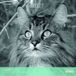 Aquarupella Katten in Zwart Wit Kalender 2027