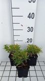 GRDplanten Groendecor Tuinarchitectuur 6x Scheefkelk - Iberis semp. 'Fischbeck' | 9x9 cm pot