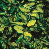 Arborix Elaeagnus Pungens 'Maculata' - Stekelige olijfwilg: Goudbonte olijfwilg 30-40 cm pot