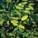 Arborix Elaeagnus Pungens 'Maculata' - Stekelige olijfwilg: Goudbonte olijfwilg 30-40 cm pot