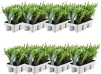 Plants by Frank - 48x Ilex crenata Jenny, Hulst Planten, Ø 7 cm | Hulst als buxusvervanger, Winterharde haagplanten, Compacte vorm, Lage hagen, Diameter 7 cm, Hoogte: 15 cm