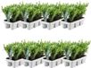 Plants by Frank - 48x Ilex crenata Jenny, Hulst Planten, Ø 7 cm | Hulst als buxusvervanger, Winterharde haagplanten, Compacte vorm, Lage hagen, Diameter 7 cm, Hoogte: 15 cm
