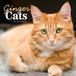 CAROUSEL CALENDARS Rode Katten Kalender 2027