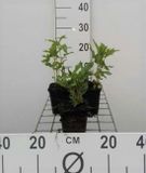 GRDplanten Groendecor Tuinarchitectuur 6x Bergamotplant - Monarda hybr. 'Schneewittchen' | 9x9 cm pot