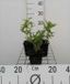 GRDplanten Groendecor Tuinarchitectuur 6x Bergamotplant - Monarda hybr. 'Schneewittchen' | 9x9 cm pot