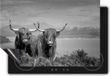 Chefcare Inductie Beschermer Twee Schotse Hooglanders - 95x55 cm