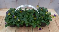 Warentuin Natuurlijk Bosviolen geel/paars 6 stuks