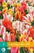 JUB - Tulipa Fun Colours, 5 bloembollen