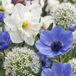 Green boutiQ - 70x Bulb Sunny Garden - Zonnige tuinbol - Mix bloemen - Bolmaat 10/12