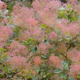 Arborix Cotinus Pruikenboom - 40-60 cm in pot