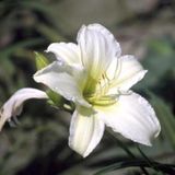 GRDplanten 6x Daglelie - Hemerocallis hybr. 'Light The Way' | 9x9 cm pot
