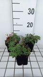 GRDplanten Groendecor Tuinarchitectuur 6x Ooievaarsbek - Geranium sang. 'Ankum's Pride' | 9x9 cm pot