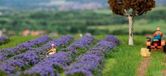 Faller Lavender field - FA181279