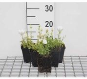 GRDplanten Groendecor Tuinarchitectuur 6x Klokje - Campanula carp. 'Weisse Clips' | 9x9 cm pot