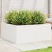 Maison Exclusive - Pot de fleurs d'extérieur, blanc, 110 x 110 x 46 cm, en bois de pin massif