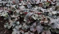 Groendecor Tuinarchitectuur 6x Heuchera 'Black Pearl' | pot 9x9 cm