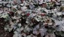 Groendecor Tuinarchitectuur 6x Heuchera 'Black Pearl' | pot 9x9 cm