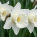 Green boutiQ - 60x Narcissus Mount Hood - Trompetnarcis - Blanc - Fleur de printemps - Taille de bulbe 10/12