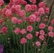 Bol 6 x Armeria Maritima 'Rosea' - Engels Gras pot 9x9cm, fleurs roses et couvre-sol