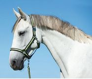 Kerbl Covalliero Halster Hippo Antra/Lemon Pony