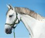 Kerbl Covalliero Halster Hippo Antra/Lemon Pony