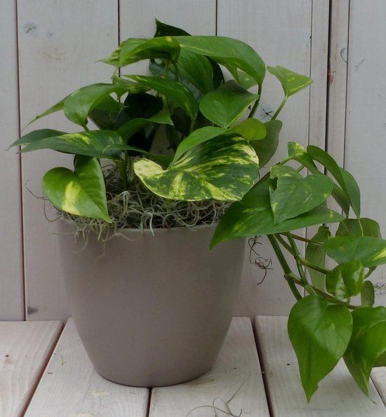 Warentuin natuurlijk Epipremnum geelgroen taupe pot 25 cm