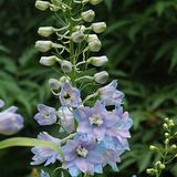 Arborix Delphinium 6 x Delphinium 'Guinevere' - Ridderspoor pot 9x9 cm- Majestueuze Blauwe Torens