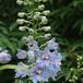 Arborix Delphinium 6 x Delphinium 'Guinevere' - Ridderspoor pot 9x9 cm- Majestueuze Blauwe Torens