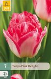 Jub Tulipa pink delight bloembol JUB 7 stuks