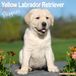 Yellow Avonside Publishing Yellow Labrador Puppies