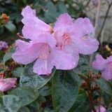 Arborix Rhododendron Rhododendron 'Praecox' 30-40 cm in pot