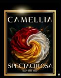 Camellia Spectaculosa: Spektakulär encyklopedi över 52 kamelior med färgläggning och konturritning