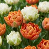 Green boutiQ - 48x Tulipa Candle Light