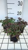GRDplanten Groendecor Tuinarchitectuur 6x Origanum - Origanum laev. 'Herrenhausen' | 9x9 cm pot