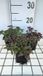 GRDplanten Groendecor Tuinarchitectuur 6x Origanum - Origanum laev. 'Herrenhausen' | 9x9 cm pot
