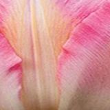 JUB - Tulipa Finola Roze Tulp