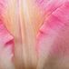 JUB - Tulipa Finola Roze Tulp