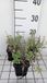 GRDplanten Groendecor Tuinarchitectuur 6x Kattekruid - Nepeta faas. 'Alba' | 9x9 cm pot