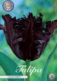 Dutch Finest Quality Black Parrot Parrot Tulpenbollen 7 stuks bolmaat 12+