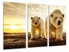 Fotodruk Wildlife Fotodruk dieren, ijsbeer, mama en baby amardecer, Wildlife totale grootte: 97 x 62 cm XXL