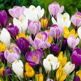 Merkloos / Sans marque Dutch Bulbs B.V. Krokussen Bloembollen Winterhard - Crocus - 50 stuks - Mix van 5 soorten - Meerkleurig