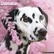 Avonside Dalmatier Kalender 2027
