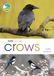 RSPB Spotlight Crows