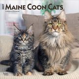 Maine BrownTrout Maine Coon Cats - Maine Coon Katzen 2027 - 16-Monatskalender