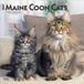 Maine BrownTrout Maine Coon Cats - Maine Coon Katzen 2027 - 16-Monatskalender